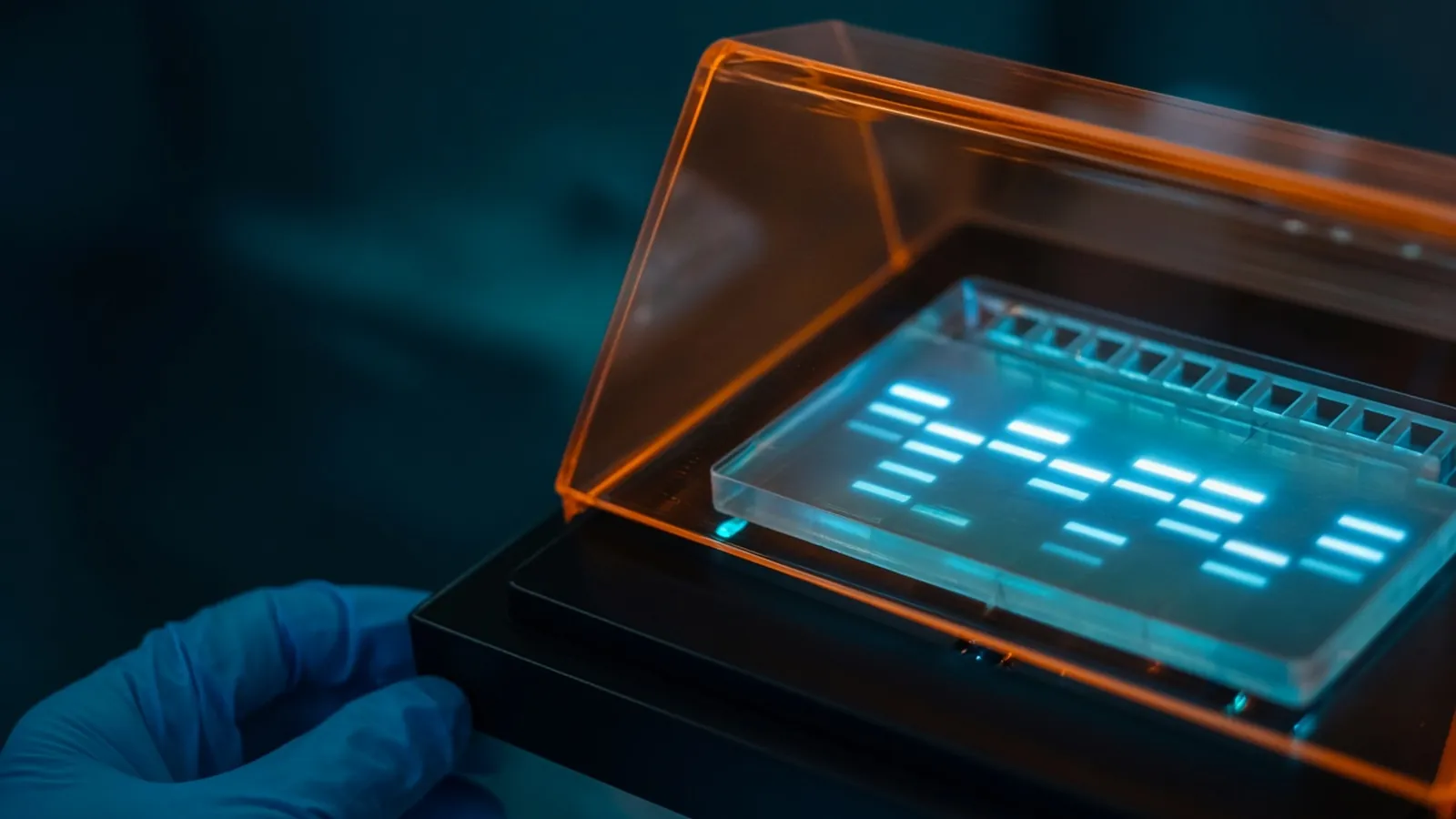 Agarose gel with glowing DNA bands on a UV transilluminator under an orange safety shield